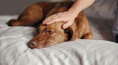 Mogu postati agresivni: Ovih šest signala upućuje da pas ne želi da ga dirate