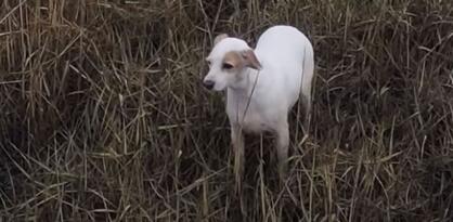 Maštoviti spasioci izvukli psa zahvaljujući kobasici na dronu