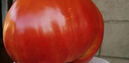 Ovo je istina o tome zašto paradajz više nema ukus: Šokiraće vas podatak