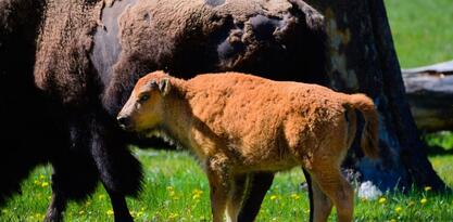 Posjetilac parka Yellowstone kažnjen jer je iz rijeke spasio tele bizona