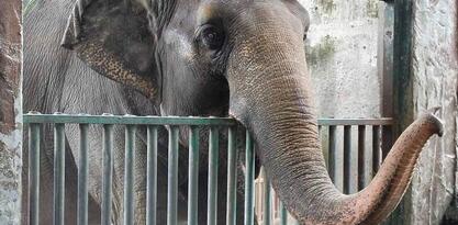 Na Filipinima uginula "najtužnija slonica na svijetu"