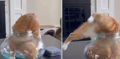 Intrigantna borba mačke da se ugura u zdjelu: Kako je to moguće?
