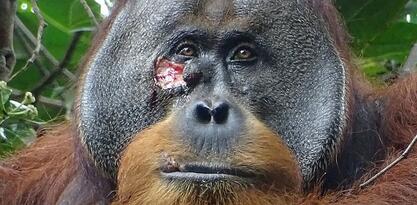 Prvi put kod divljih životinja: Orangutan viđen kako liječi ranu pomoću biljaka
