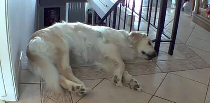 Pas je zaspao na rubu stepenica, kamere su uhvatile šta se dogodilo nekoliko trenutaka poslije
