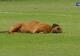 Pas zaspao na terenu, utakmica nije mogla biti nastavljena dok se nije probudio