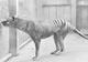 Naučnici planiraju ponovo oživjeti tasmanijskog tigra: Evo kako to misle uraditi