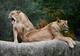 Pogledajte kako je pet lavova pobjeglo iz zoološkog vrta u Australiji