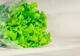 Trik kojim ćete produžiti vijek trajanja zelenoj salati i duže je održati svježom