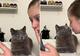 Neopisiva ljubav prema vlasnici: Snimak mačka koji s divljenjem gleda u nju će osvojiti vaše srce