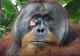 Prvi put kod divljih životinja: Orangutan viđen kako liječi ranu pomoću biljaka