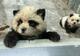 Zoološki vrt pozvao posjetitelje na druženje s pandama pa im "podvalio" pse obojene u crno-bijelo