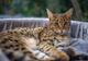 Savannah je najskuplja mačka na svijetu, može koštati i 20.000 dolara