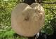 U Turskoj pronađena džinovska gljiva teška čak 13 kilograma