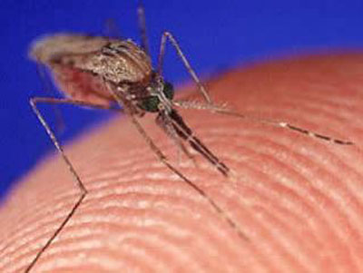 Prenosi se ubodom komaraca