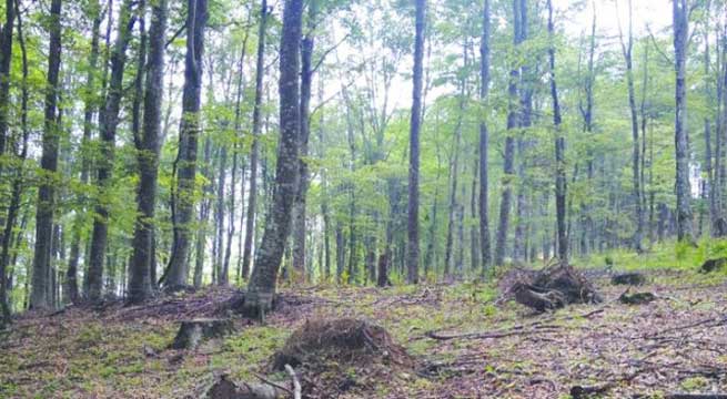 Kradljivci sjeku stabla i u nacionalnom parku "Šar"