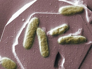 Biobakterije