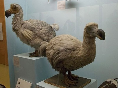 Tragom ptice dodo