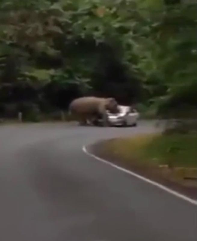 Slon napao automobil tokom sezone parenja (video)