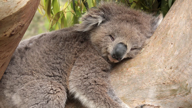 Koala rekorder sa 22 sata dnevno