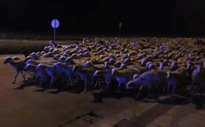 Veliko stado ovaca kretalo se ulicama grada 