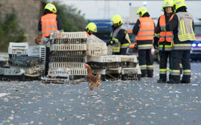 Kamion sa više od 7.000 kokoški se prevrnuo