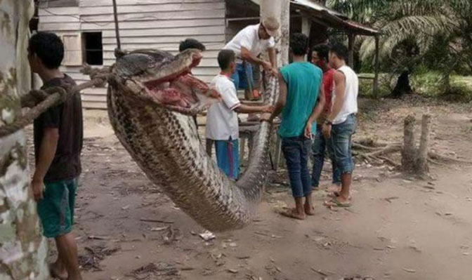 Mještani vezali ubijenu zmiju